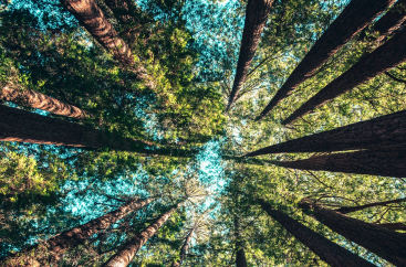 Upwards view of trees in a forest