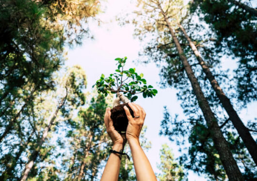Person holding a sapling up in forest