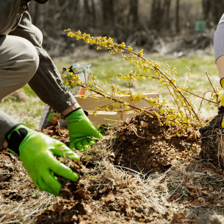 Planting a sapling